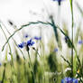 cornflowers