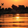 Seagulls facing the sunrise