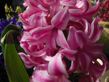 Closeness (Hyacinthus)