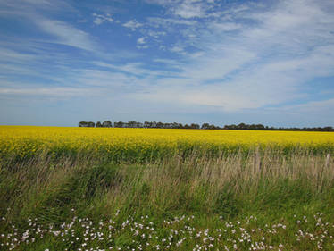 Canola field