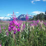 Alaskan Fireweed