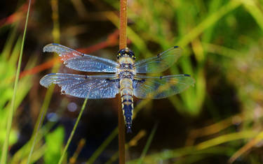 Resting Dragonfly