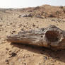 Petrified Forest in the Nubian Desert