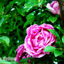 Pink rose