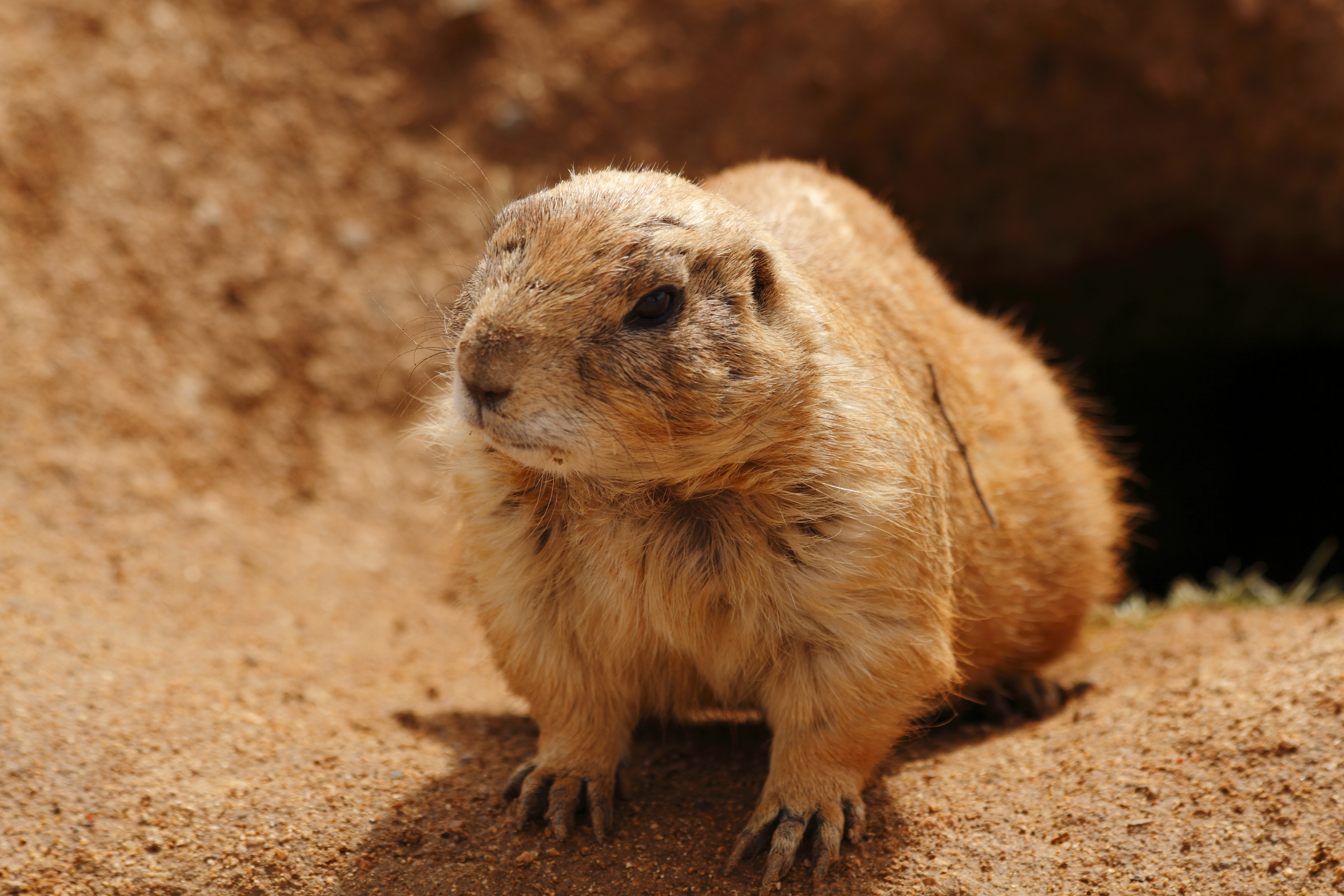 Groundhog-Marmota monax