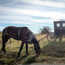 Amish Transportation