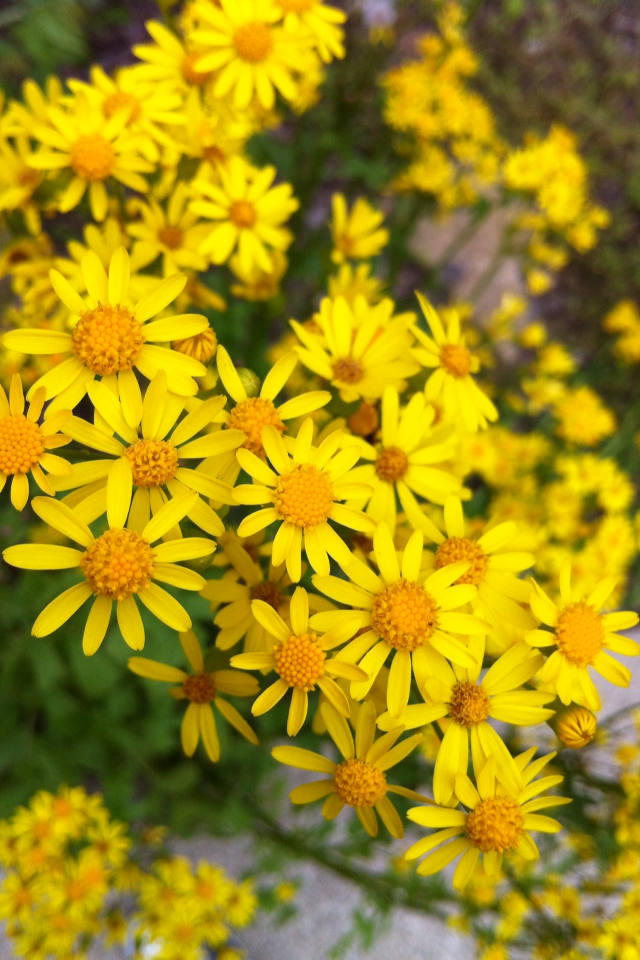 Wild Mustard