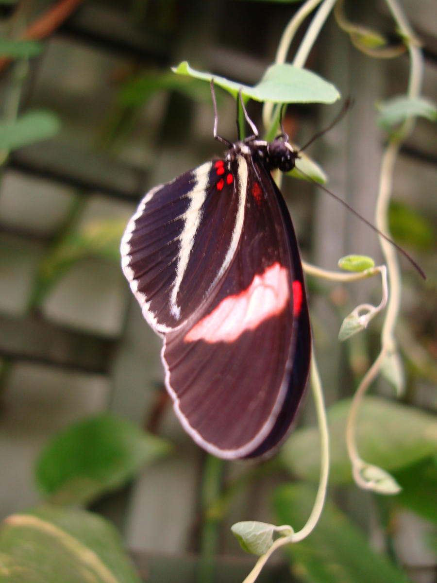 Brown and red Butterfly