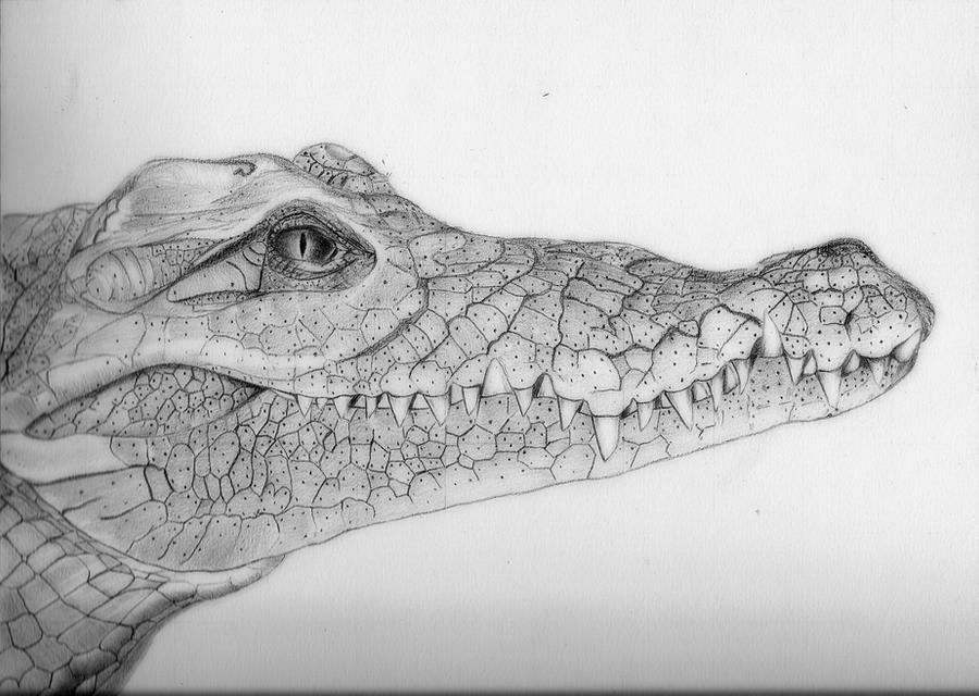 crocodile by Enjoymaadi on DeviantArt