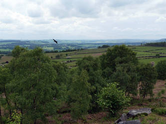 Jackdaw over Birchen