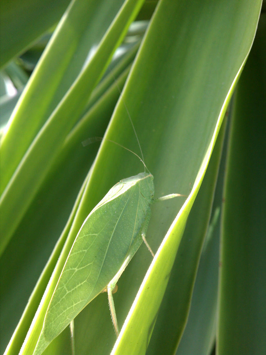 Leaf Bug Thing