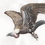 Rueppell's Vulture