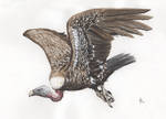 Rueppell's Vulture by Schwartz-Design