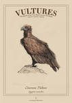 Cinereous Vulture Poster by Schwartz-Design