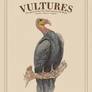 Greater Yellow Headed Vulture Poster