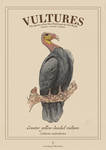 Greater Yellow Headed Vulture Poster by Schwartz-Design