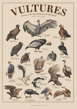 Vultures Poster