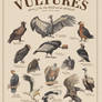 Vultures Poster