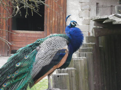 Peacock