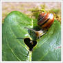 Snail in love