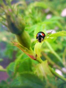 Adalia bipunctata