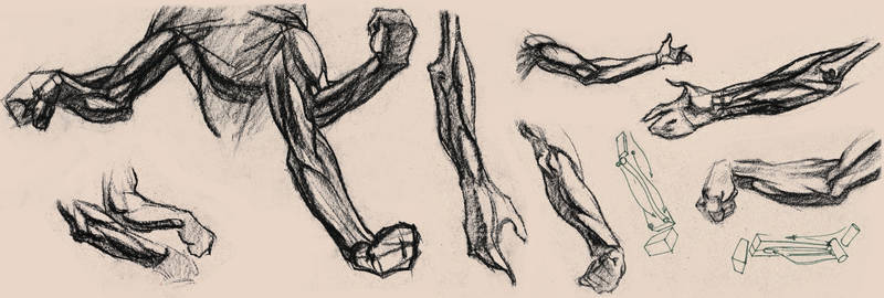 Forearm studies