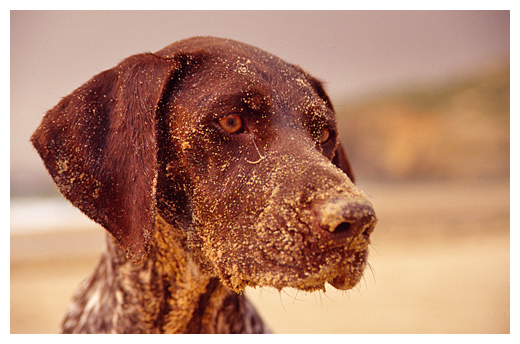 Dog in beach