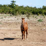 The Lone Ranger