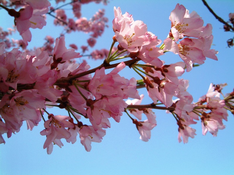 sakura tree