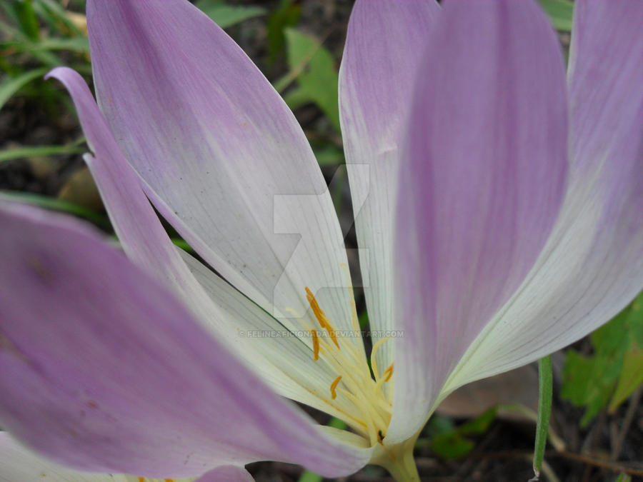 Flower's Eye View