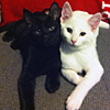 Thunder and CC Kittens Avatar or Icon Free