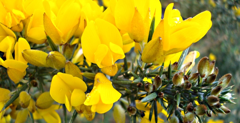 gorse.