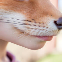 Whiskers Closeup