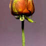 A New Rose