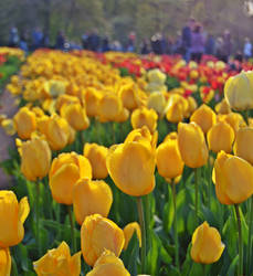 Tulip festival