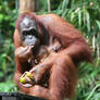 Orang Utan baby 1