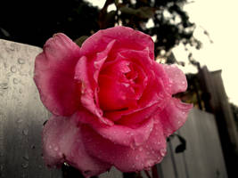 Rose..