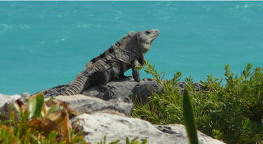 Iguana 2 (Tulum, Mexico)