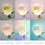 Pack n3 Roses Photoshop Actions