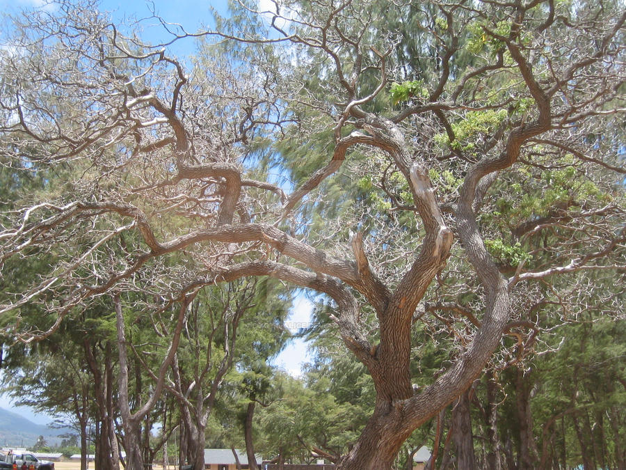 Gnarly Tree