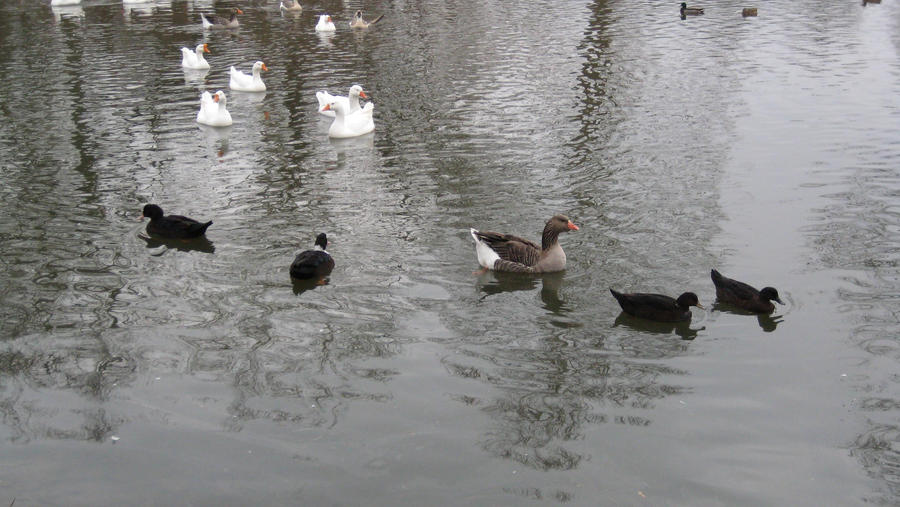 More Fowl Birds Swimming