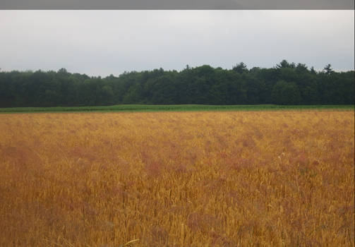 Field of Wheat