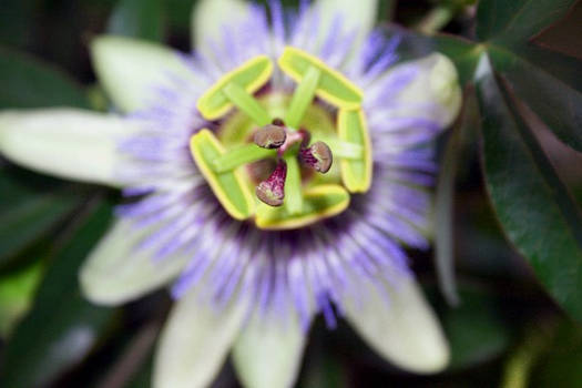 Passionfruit Flower 1