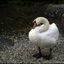 Swan male coat care 1