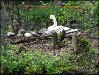 Female swan and her nest 2