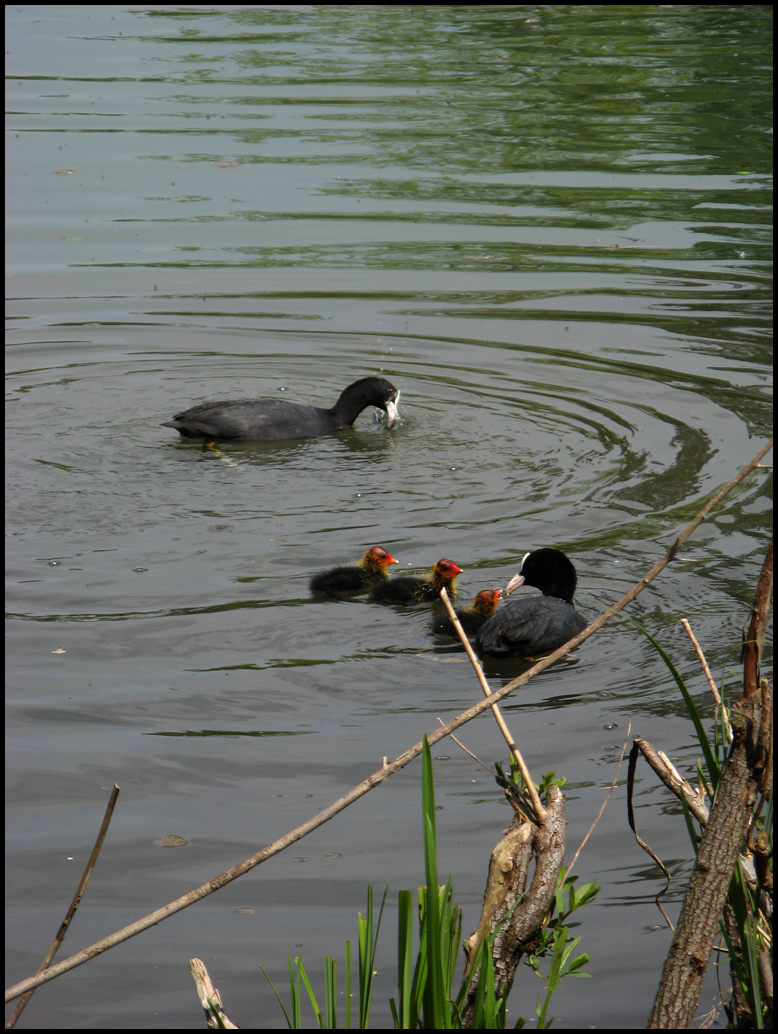 Family of great crested grebe