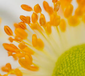 White flower close up