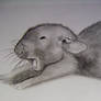 Fancy Rat Drawing