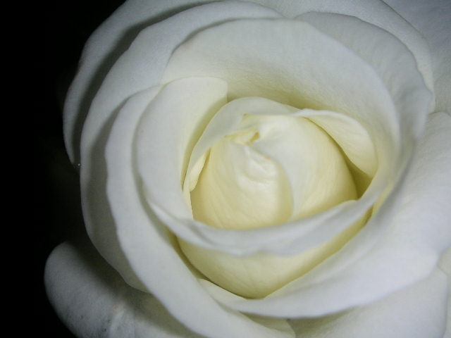 White Rose