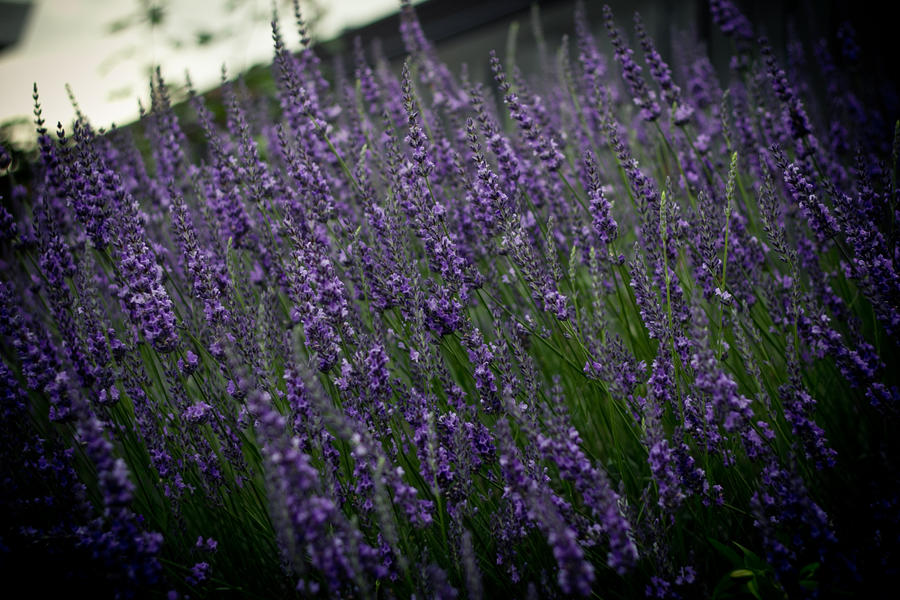 My Snaps by ajou003 on DeviantArt